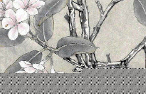 屬龍的人養什么花最旺，屬龍的人養什么花運氣好