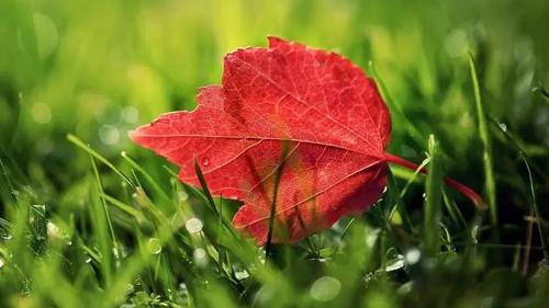 周公解夢之夢到菊花 夢見菊花是什么預兆