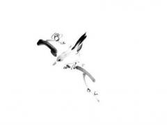 屬馬的人明年的運勢,屬馬人明年的運氣