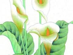 兔年本命年87火兔