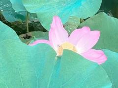 90屬馬的注定婚姻 2023年90屬馬的婚姻感情如何