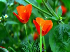 夢到見情人是什么意思 夢見見情人了什么意思