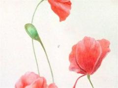 95年屬豬五行缺啥 95年屬豬缺什么