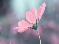 夢見澇到魚飛了 夢見魚飛進水里