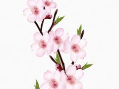 李純八字命理分析 李純面相分析