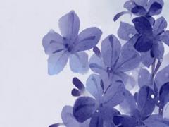 屬羊和屬狗的八字合不 屬羊的和屬狗的八字合不合