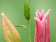 周公解夢自己的老人去世戴孝 夢見老人戴孝