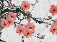 屬豬的2023年怎樣,屬豬在2023年運勢怎么樣