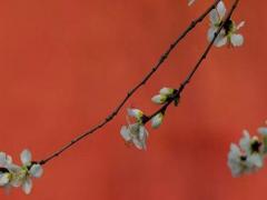 95年屬豬幾月訂婚最好 95年豬幾月結婚最好