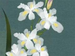 有什么妙招懷上男孩 怎么能懷上男孩兒