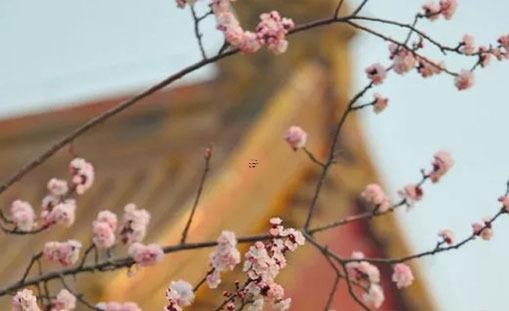 八字中的桃花和咸池 八字咸池桃花厲害