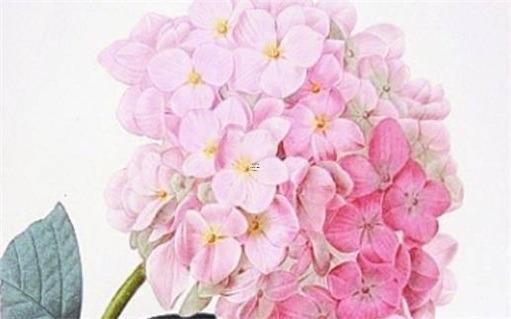 40歲屬蛇的女的2次婚姻,40多歲屬蛇