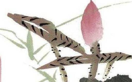 屬兔人一生命運(yùn)婚姻 屬兔人的一生命運(yùn)如何