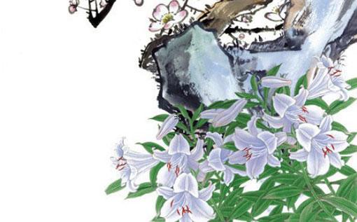 天山雪蓮果怎么吃法效果最佳 天山雪蓮果百科