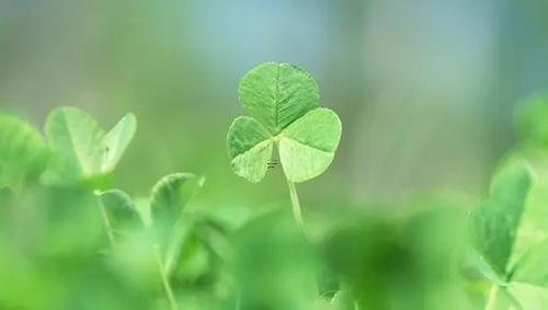 夢里夢見算命有孩子 夢見算卦的給孩子算卦