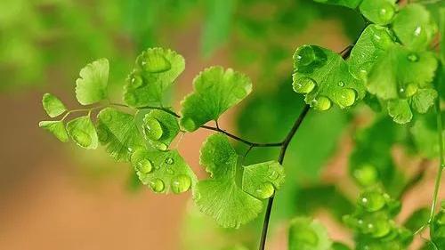 夢見狼要吃我是什么意思
