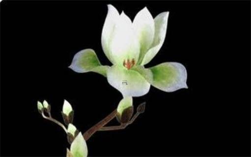 屬兔人遇虎年必有一破,兔遇虎年2023年怎么樣