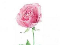 2023屬兔的女孩幾月好