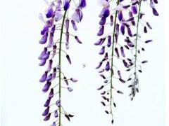 屬羊和屬猴姻緣怎么樣,屬羊和屬猴的婚姻怎么樣,和得來(lái)嗎