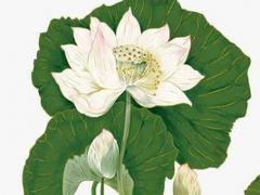 塔羅牌測(cè)試暗戀 塔羅牌測(cè)試暗戀的人有對(duì)象嗎