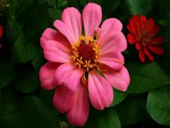 夢(mèng)見吃芝麻是什么預(yù)兆 夢(mèng)見吃芝麻餅是什么意思