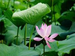 夢見有人害我的孩子 意味著什么