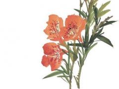 屬龍的適合戴什么手串,屬龍人戴什么手串好