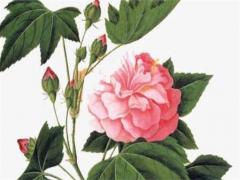 99年屬兔2023年運勢