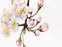 姓氏麻的由來 姓麻是哪個字