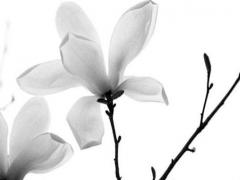 87年屬兔女本命年佩戴什么好,87年屬兔女本命年佩戴什么好呢