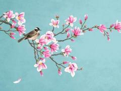 算命算出來是金鳥是什么意思呀怎么回事 金鳥出籠是什么意思