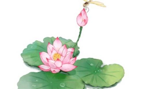 屬豬和屬龍在一起相克嗎,屬豬和屬龍的在一起好不好合適嗎