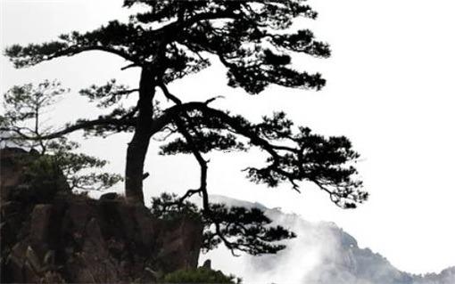 2007年屬猴的人,2007年出生的人的運氣