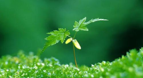 夢見彈棉花是什么意思周公解夢 夢見彈好的棉花是什么意思
