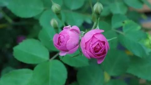 夢(mèng)見在地理補(bǔ)棉花 夢(mèng)到棉花丟了