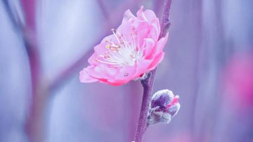 夢見收花生是什么意思