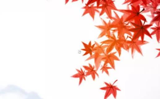 2023本命年可以結婚嗎屬兔女,2023年兔年本命年可以結婚嗎