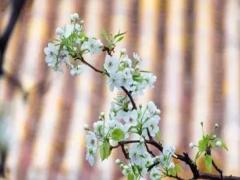 87年屬兔人今年多大了,87年屬兔人今年多少歲