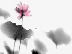 算命的說喜鵲臨門是啥意思 喜鵲臨門是什么意思