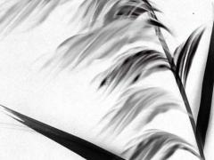 哪些屬相婚配想不發財都難 什么屬相和什么屬相不能結婚