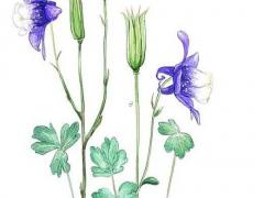 周杰倫八字命理分析 周杰倫八字解析