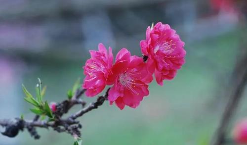 夢見黃花菜是什么意思