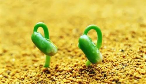 夢見狗很兇想咬我但沒咬到