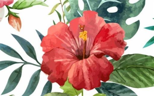 屬兔養(yǎng)什么綠植最旺財,屬兔適合養(yǎng)什么綠植旺財