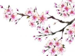 算命的說不扎根是啥意思 算命中什么叫扎根