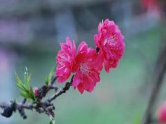 夢見黃花菜是什么意思
