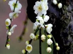 屬豬和屬虎幾月最般配,屬虎和屬豬今年什么時候結婚好