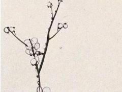 事業(yè)算命準的免費網(wǎng)站 免費算命測測事業(yè)