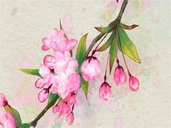 八字木弱帶什么意思 木弱的人