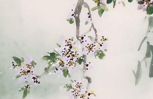怎樣栽發財樹 怎樣養好發財樹